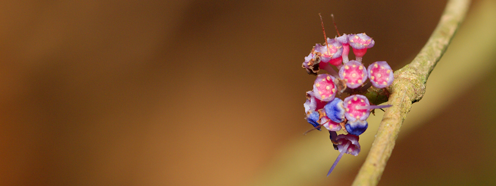 Diversification of <em>Memecylon</em>