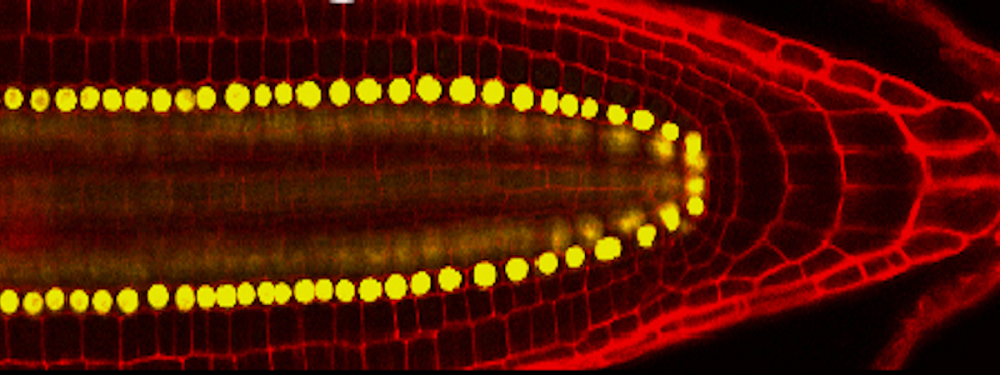 <em>Arabidopsis</em> regeneration