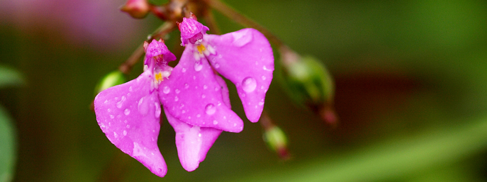 Evolution of <em>Impatiens</em> plants
